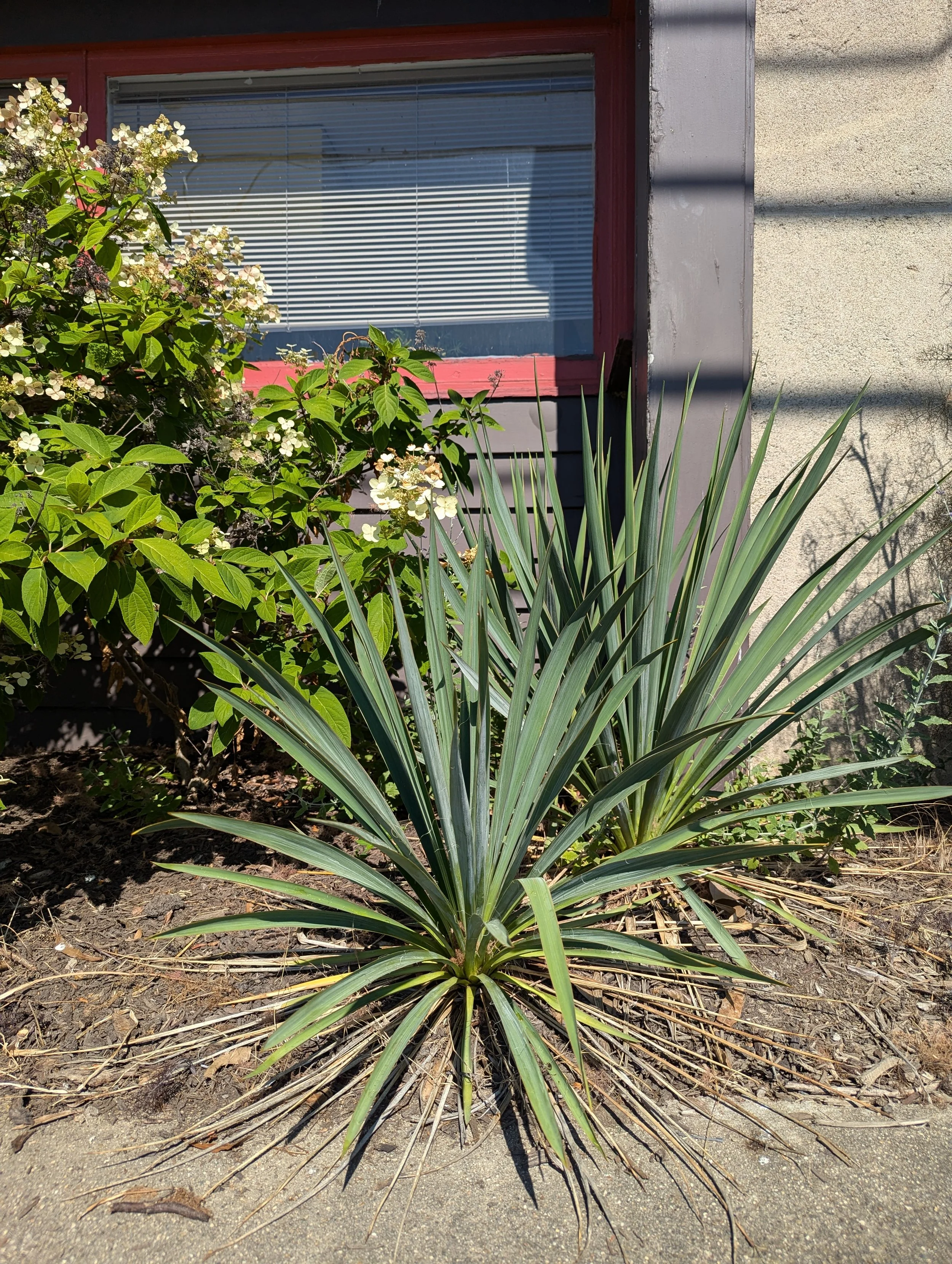 Yucca filamentosa Color Guard — Civic Garden Center of Greater